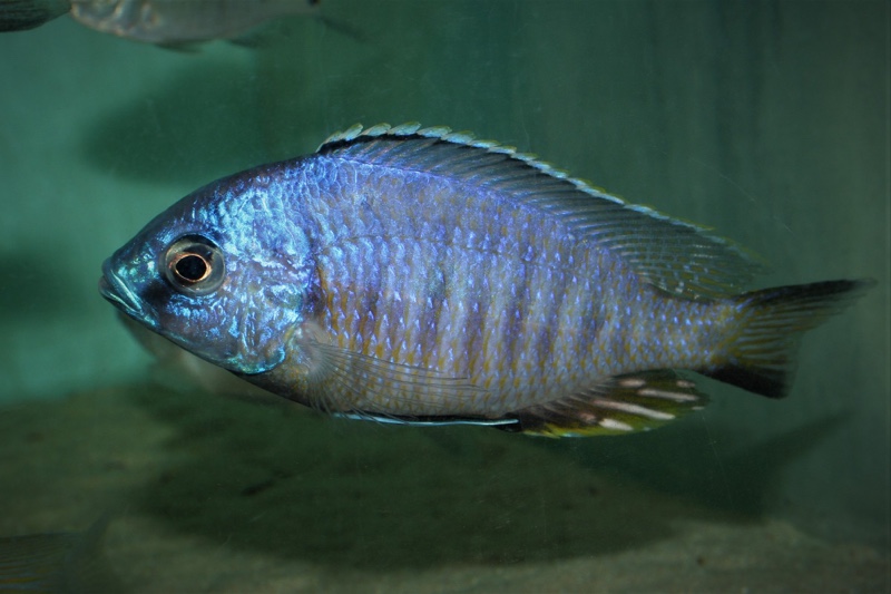 Copadichromis atripinnis 'Chiofu'